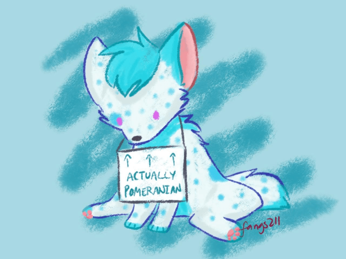 Actually a Pomeranian